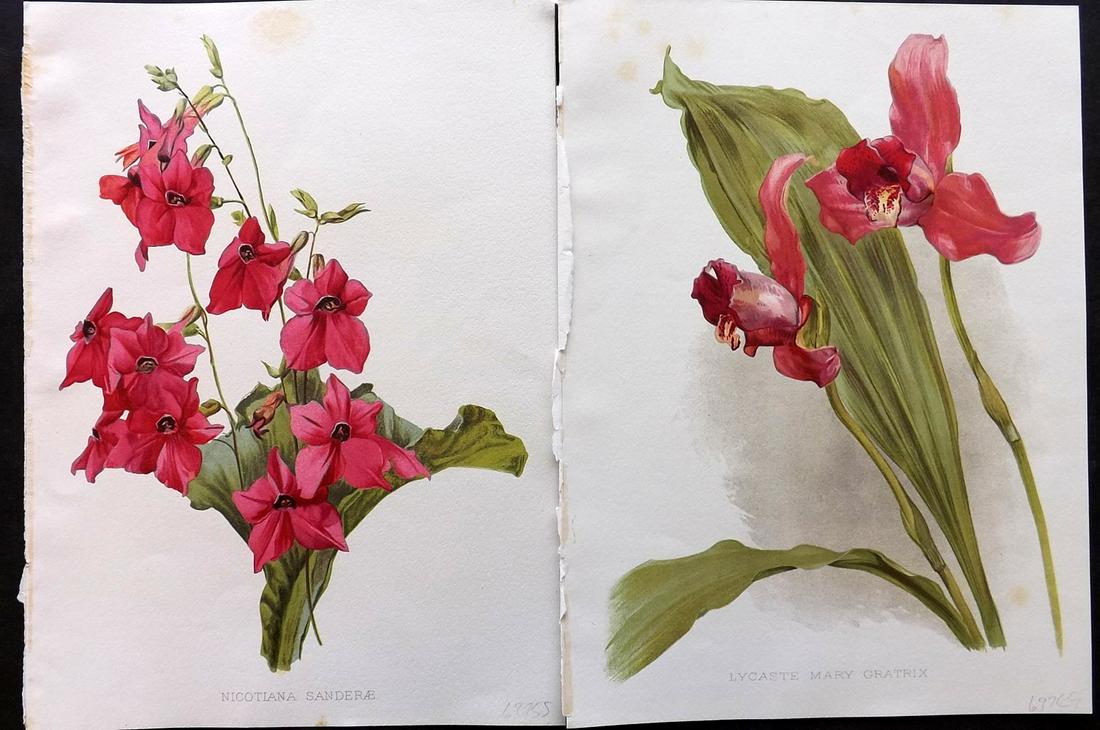 Moon, Henry 1905 Pair of Folio Botanical Prints (1 of 2)