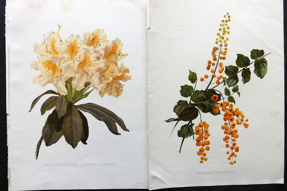 Moon, Henry 1905 Pair of Folio Botanical Prints: Chromolithographs Published 1903-05, London for "Flora and Sylva" by William Robinson. Illustrated by Henry G. Moon. Paper Size: 12.5 x 9.5 inch (32 x 24cm) Minor margin toning, otherwise Good Conditi