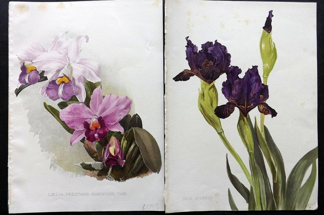 Moon, Henry 1905 Pair of Folio Botanical Prints (1 of 2)