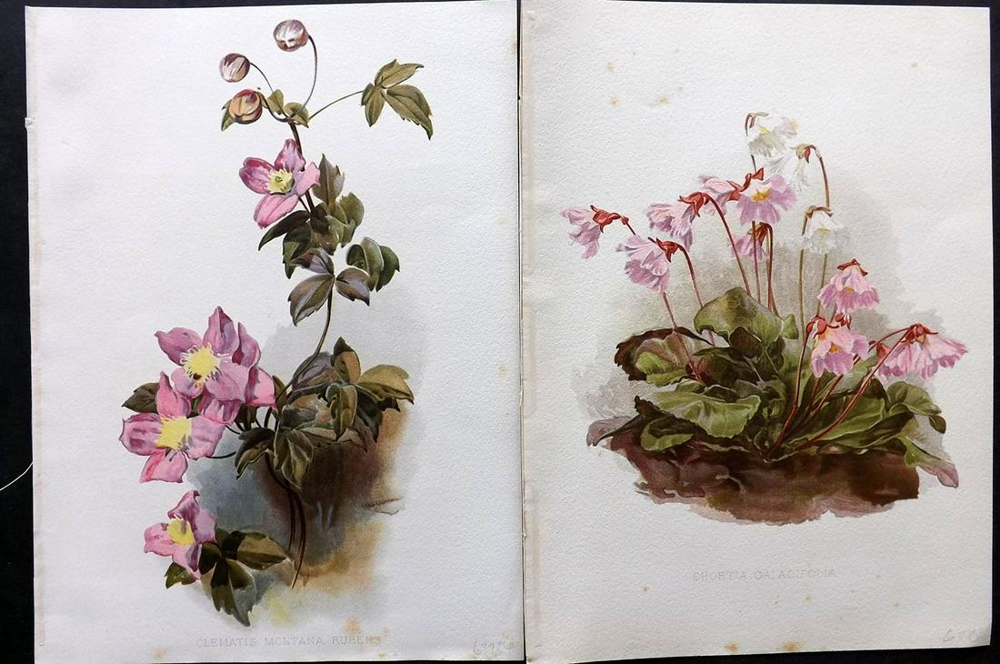Moon, Henry 1905 Pair of Folio Botanical Prints: Chromolithographs Published 1903-05, London for "Flora and Sylva" by William Robinson. Illustrated by Henry G. Moon. Paper Size: 12.5 x 9.5 inch (32 x 24cm) Minor margin toning, otherwise Good Conditi