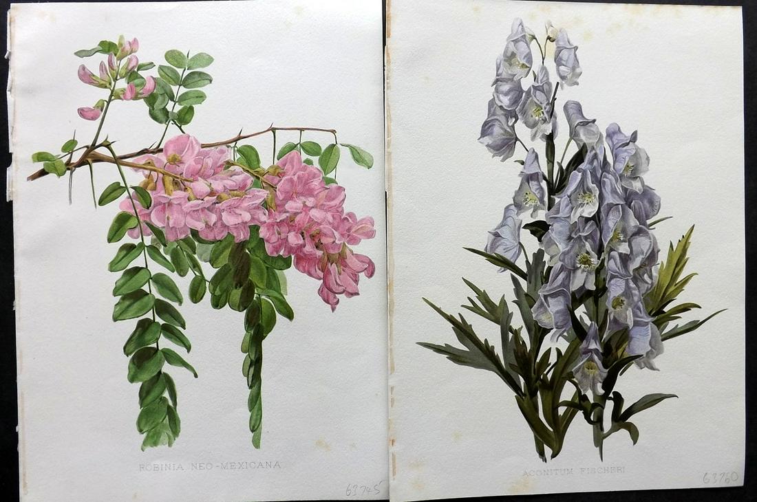 Moon, Henry 1905 Pair of Folio Botanical Prints (1 of 2)
