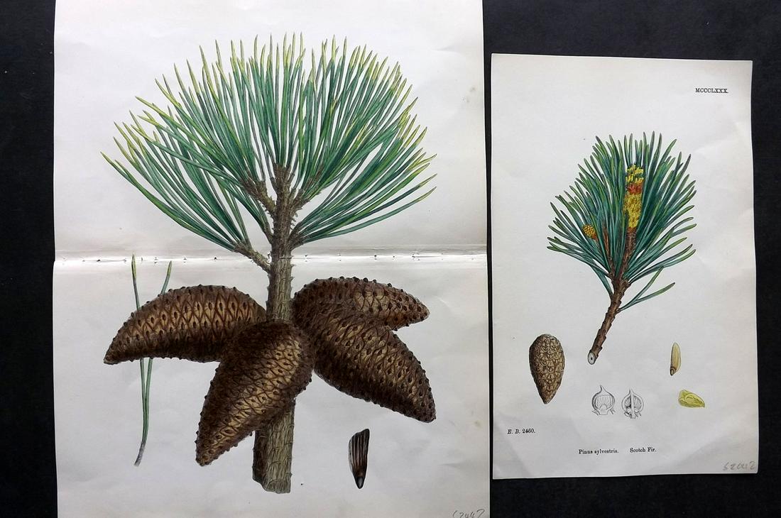 Sowerby, James C1860 Pair of HC Botanicals. Pine Cones (1 of 2)