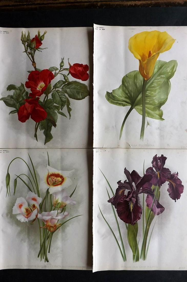 The Garden 1894 Lot of 4 Botanical Prints: Chromolithographs Published 1872-1927, London for "The Garden. An Illustrated Weekly Journal of Horticulture in all its Branches" Edited by William Robinson and others. Paper Size: 11.5 x 9 inch (29 x