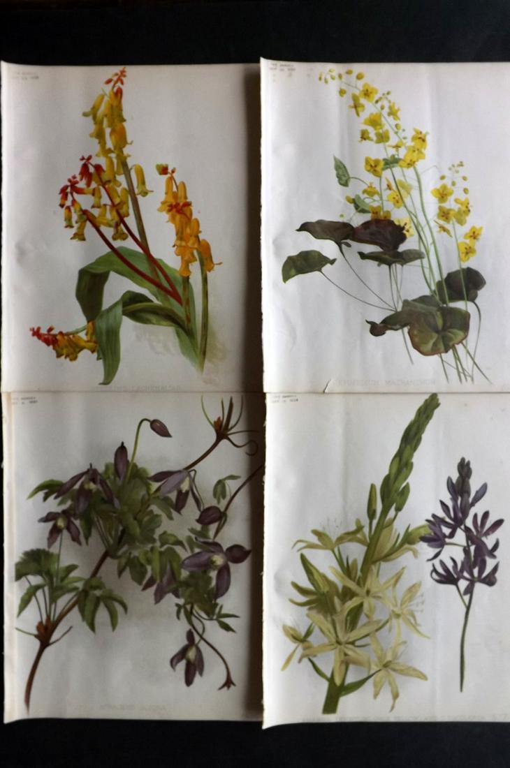 The Garden 1894 Lot of 4 Botanical Prints: Chromolithographs Published 1872-1927, London for "The Garden. An Illustrated Weekly Journal of Horticulture in all its Branches" Edited by William Robinson and others. Paper Size: 11.5 x 9 inch (29 x