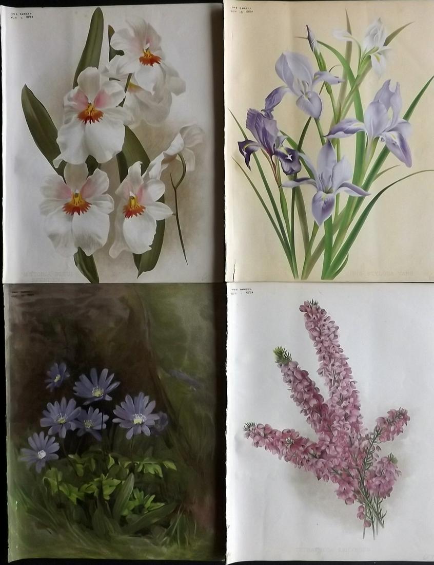 The Garden 1894 Lot of 4 Botanical Prints: Chromolithographs Published 1872-1927, London for "The Garden. An Illustrated Weekly Journal of Horticulture in all its Branches" Edited by William Robinson and others. Paper Size: 11.5 x 9 inch (29 x
