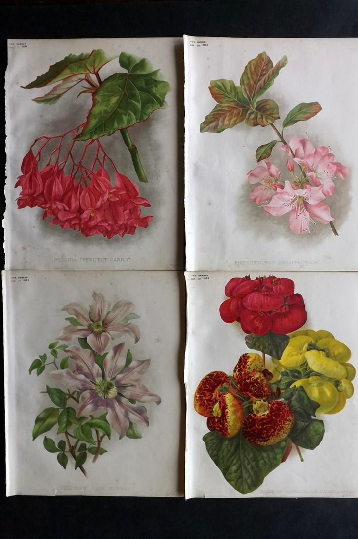 The Garden 1894 Lot of 4 Botanical Prints: Chromolithographs Published 1872-1927, London for "The Garden. An Illustrated Weekly Journal of Horticulture in all its Branches" Edited by William Robinson and others. Paper Size: 11.5 x 9 inch (29 x