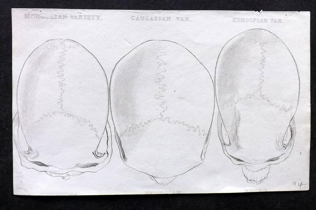 Cuvier, Baron C1830 Anatomy Print. Skulls of Races (1 of 2)