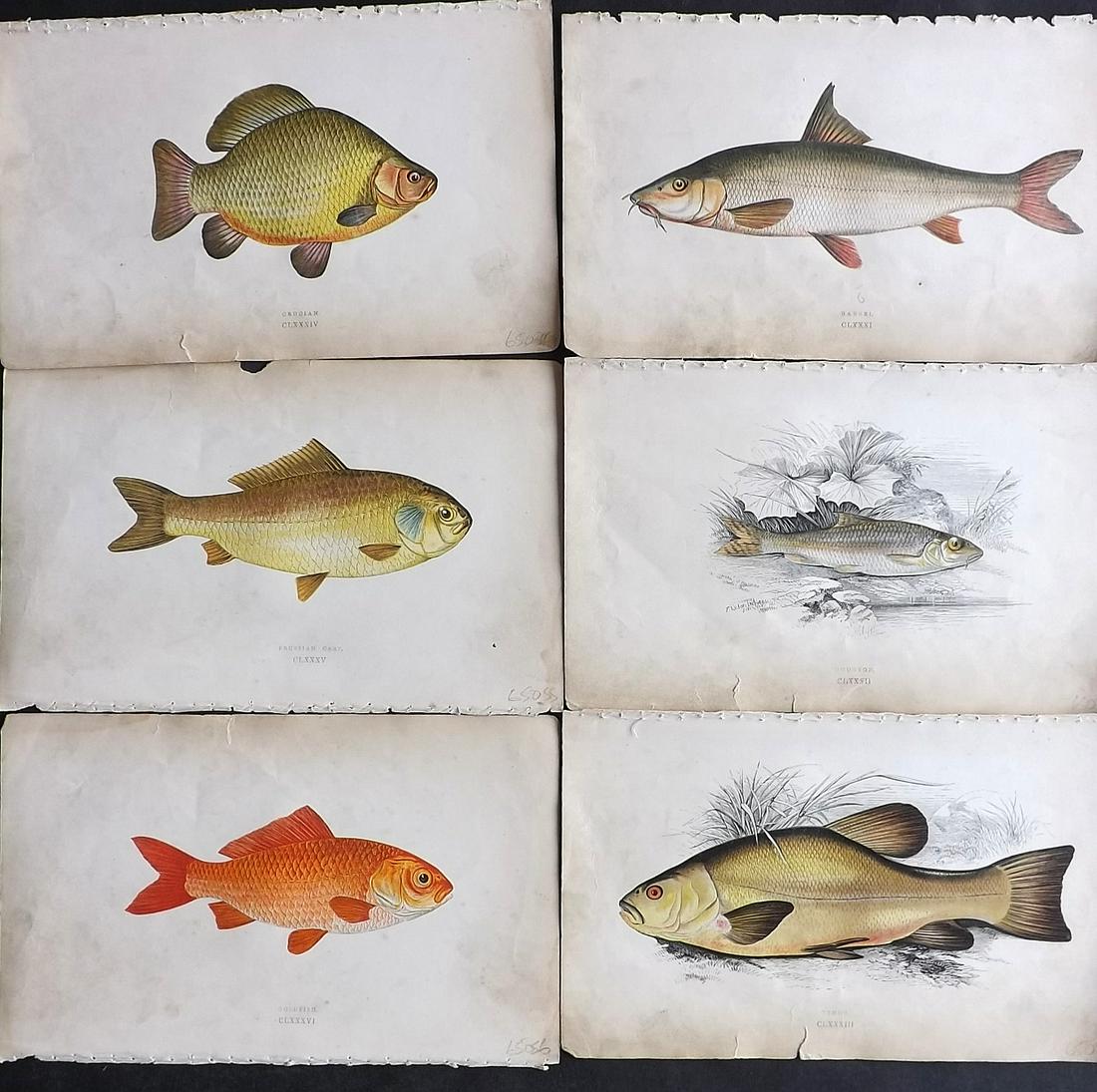 Couch, Jonathan 1865 Lot of 6 Antique Fish Prints (1 of 2)