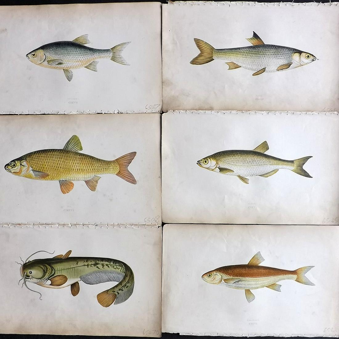 Couch, Jonathan 1865 Lot of 6 Antique Fish Prints (1 of 2)