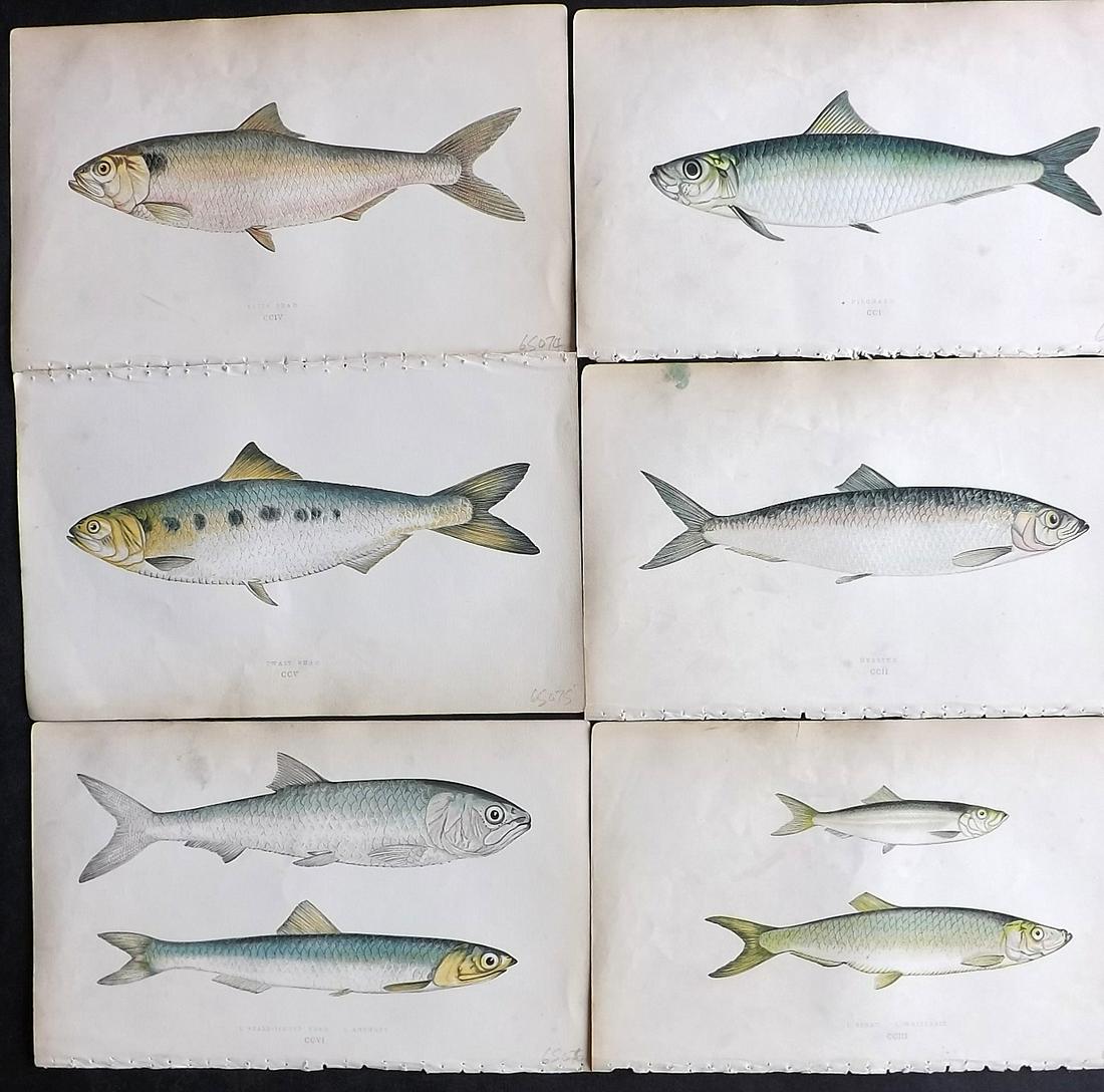 Couch, Jonathan 1865 Lot of 6 Antique Fish Prints (1 of 2)