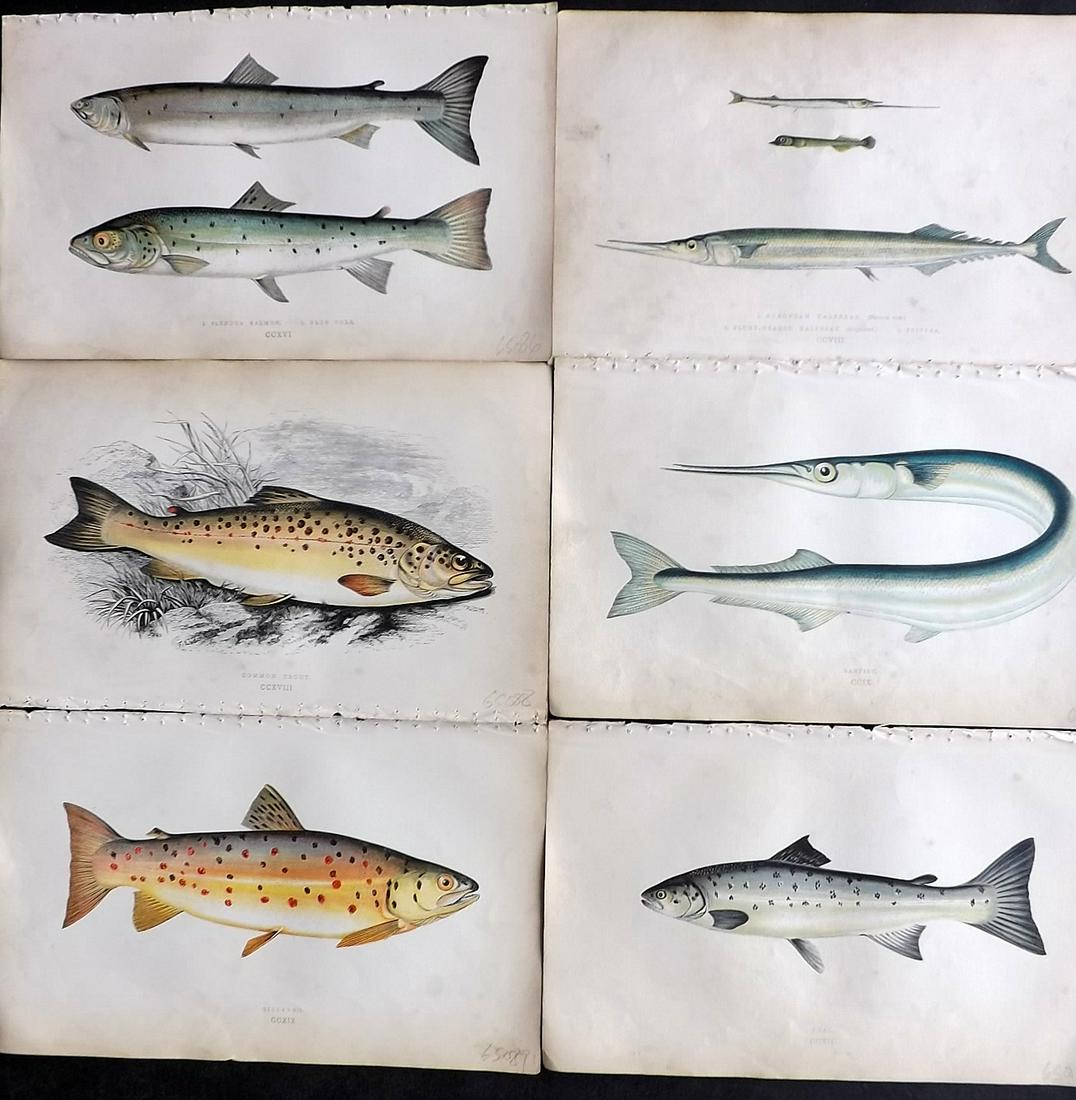Couch, Jonathan 1865 Lot of 6 Antique Fish Prints (1 of 2)