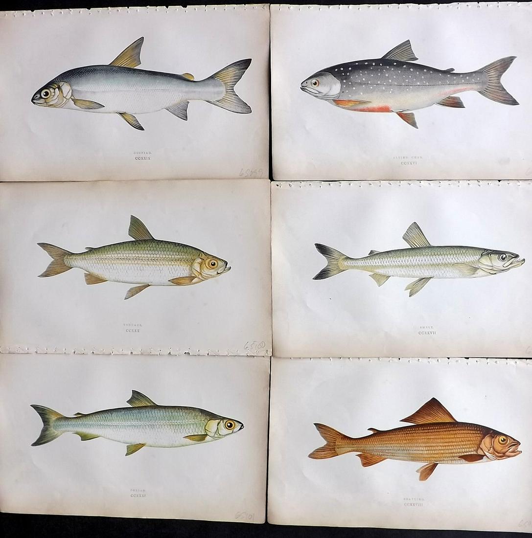 Couch, Jonathan 1865 Lot of 6 Antique Fish Prints (1 of 2)