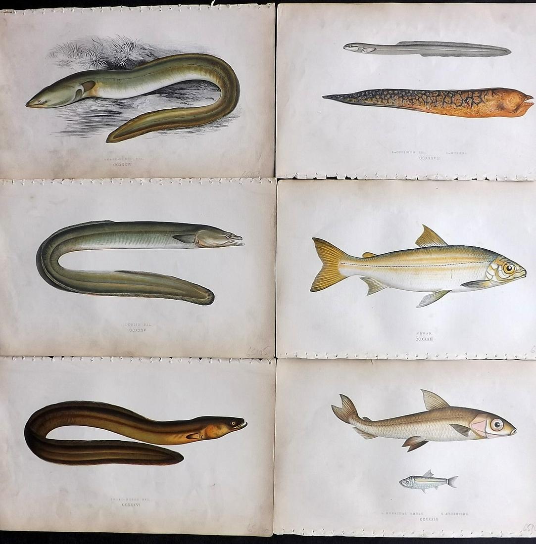 Couch, Jonathan 1865 Lot of 6 Antique Fish Prints: Color Printed Woodblocks Published 1862-65, London for "A History of the Fishes of the British Islands" by Jonathan Couch. Paper Size: 9.5 x 6.5 inch (24 x 16.5cm) Some background toning, images fine
