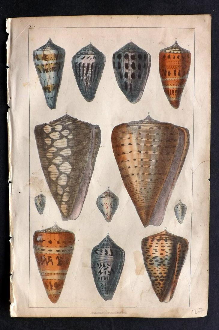Goldsmith, Oliver C1850 Hand Col Print. Shells (1 of 2)