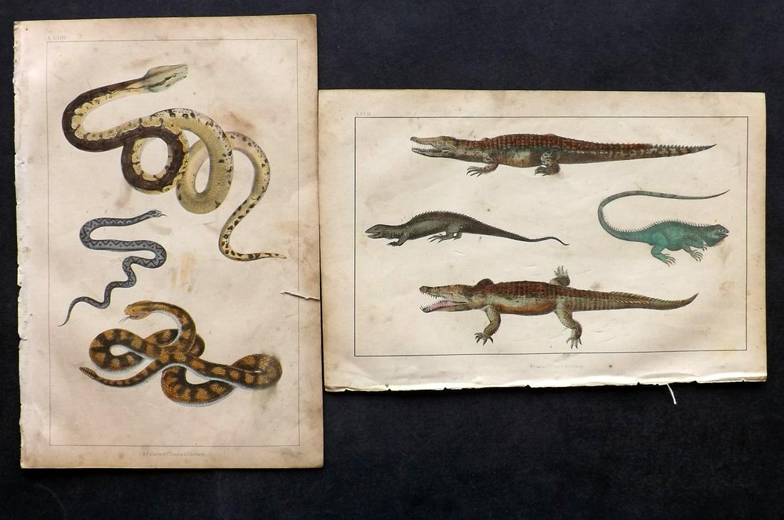 Goldsmith, Oliver C1850 Pair of Hand Col Reptile Prints (1 of 2)