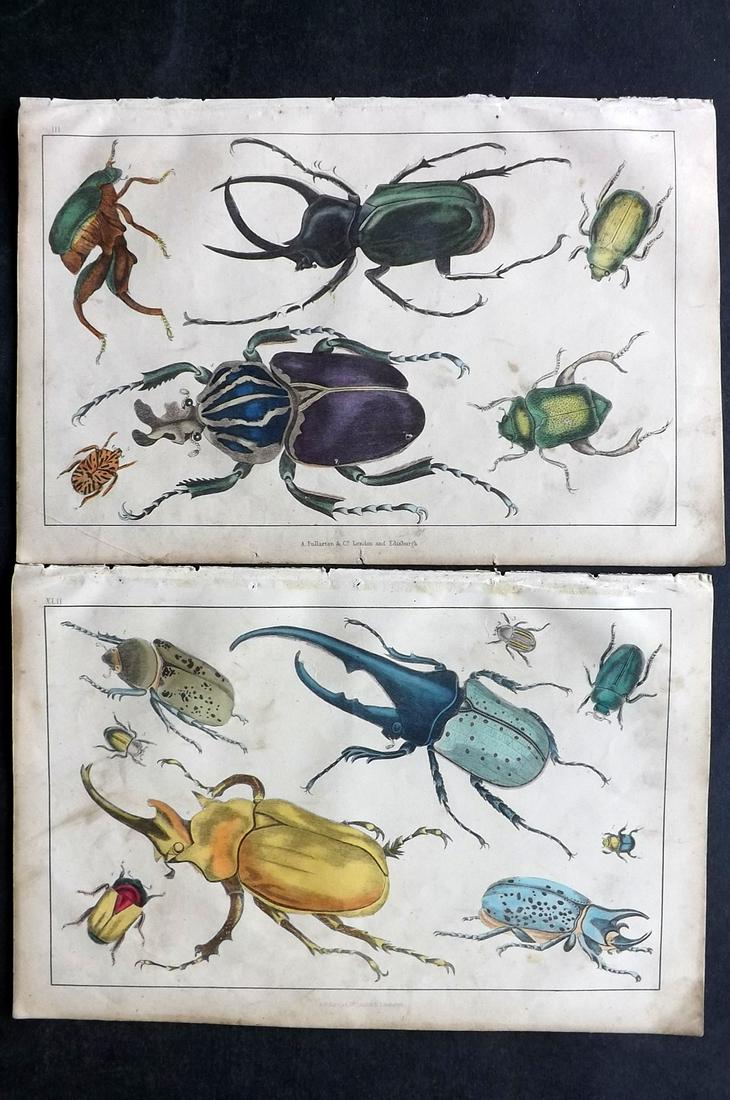 Goldsmith, Oliver C1850 Pair of Hand Col Beetle Prints (1 of 2)