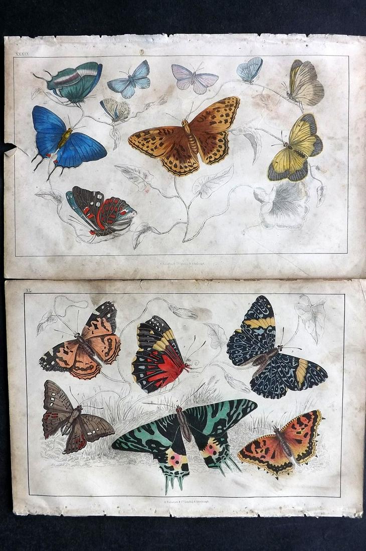 Goldsmith, Oliver C1850 Pair Hand Col Butterfly Prints (1 of 2)