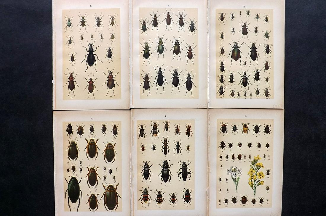 Hofmann & Kirby 1902 Lot of 6 Beetle Prints. Insects: Chromolithographs Published 1908, London for "The Young Beetle-Collectors Handbook" by Dr. E. Hofmann. Illustrated by William Kirby. Paper Size: 7.5 x 5 inch (19 x 13cm) Good Condition