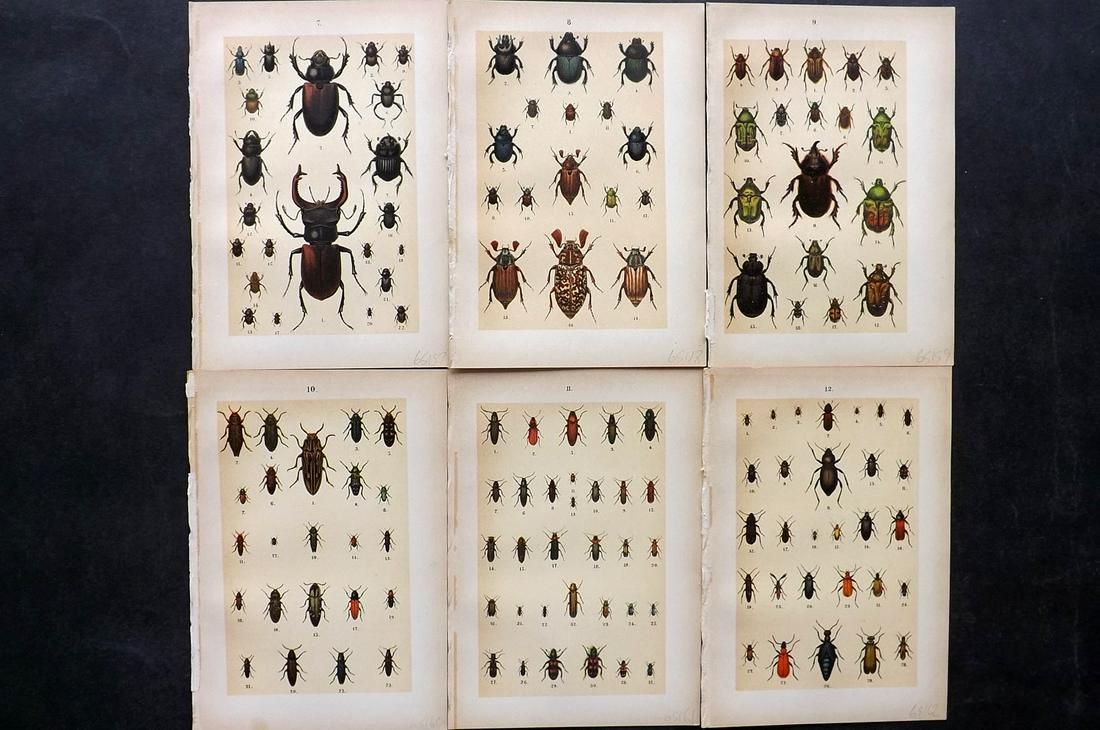 Hofmann & Kirby 1902 Lot of 6 Beetle Prints. Insects: Chromolithographs Published 1908, London for "The Young Beetle-Collectors Handbook" by Dr. E. Hofmann. Illustrated by William Kirby. Paper Size: 7.5 x 5 inch (19 x 13cm) Good Condition