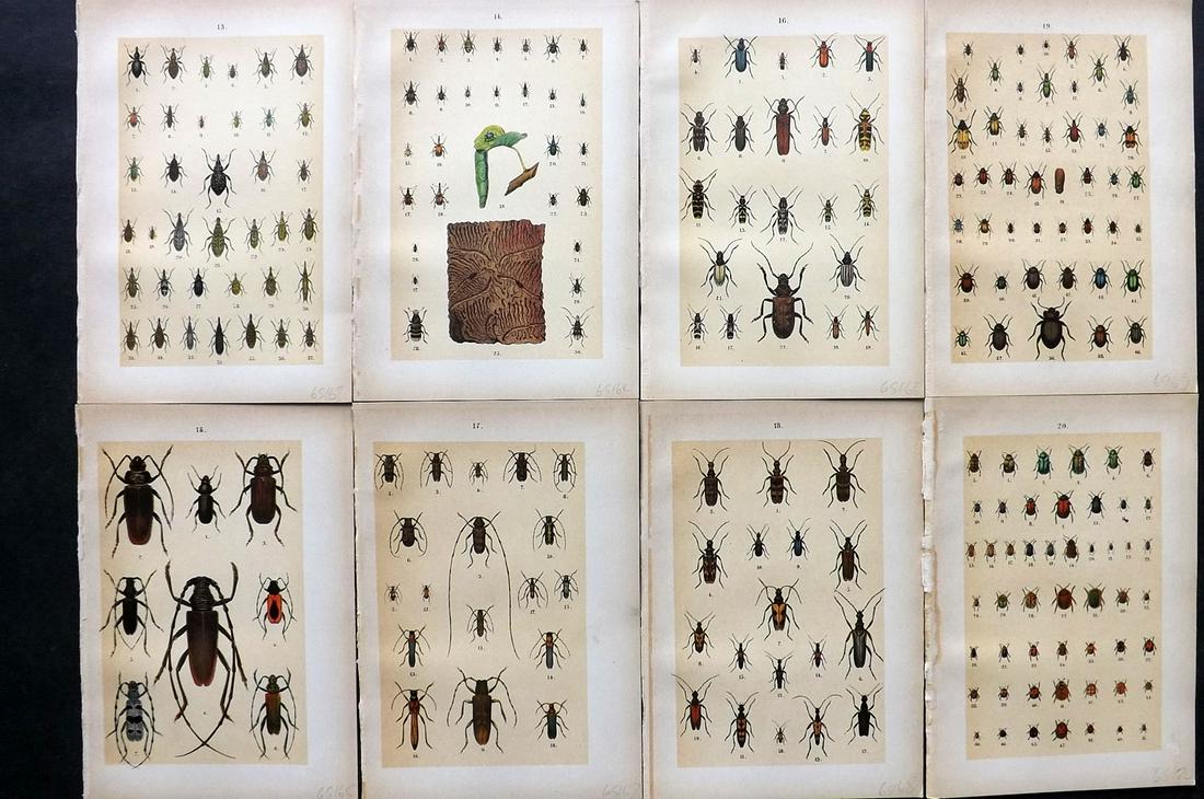 Hofmann & Kirby 1902 Lot of 6 Beetle Prints. Insects: Chromolithographs Published 1908, London for "The Young Beetle-Collectors Handbook" by Dr. E. Hofmann. Illustrated by William Kirby. Paper Size: 7.5 x 5 inch (19 x 13cm) Good Condition