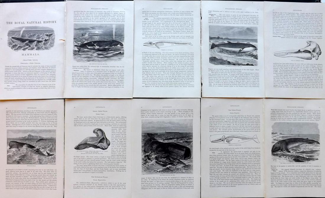 Lydekker, Richard 1895 Lot of 10 Illus. Sheets. Whales: Wood Engravings with surrounding and verso text, all relating to Whales. Published 1894-95, London for "The Royal Natural History" by Richard Lydekker. Illustrated by Smit, Keulemans, Wolf and others.