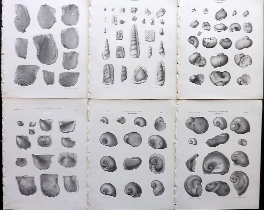 Paleontology New-York 1867 Lot 6 Fossil Shell Prints: Lithographs Published 1867, Albany for the "Palaeontology of New-York" by James Hall. Part of the "Natural History of New York" series. Paper Size: 11.5 x 9 inch (29 x 23cm) Good Condition