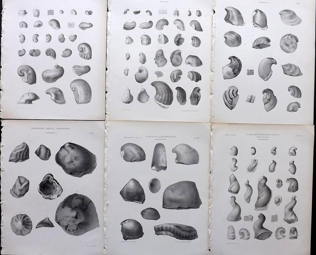 Paleontology New-York 1867 Lot 6 Fossil Shell Prints: Lithographs Published 1867, Albany for the "Palaeontology of New-York" by James Hall. Part of the "Natural History of New York" series. Paper Size: 11.5 x 9 inch (29 x 23cm) Good Condition