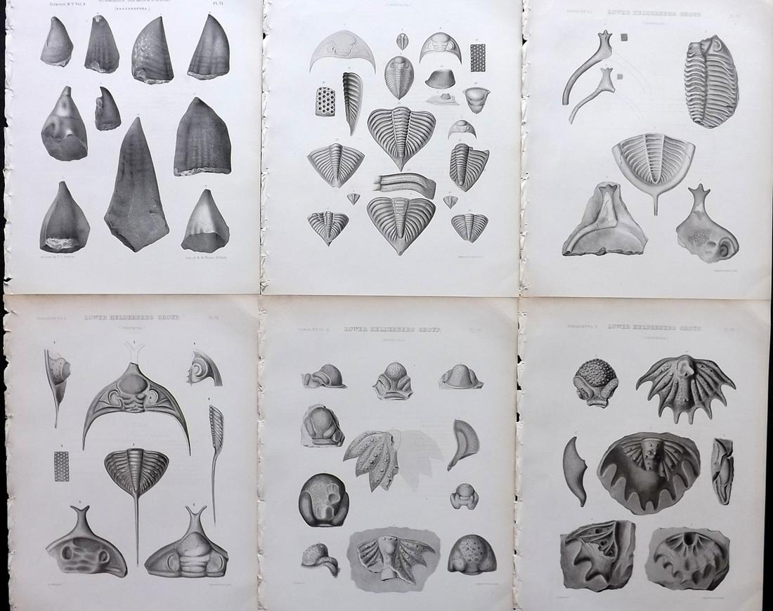 Paleontology New-York 1867 Lot 6 Fossil Shell Prints: Lithographs Published 1867, Albany for the "Palaeontology of New-York" by James Hall. Part of the "Natural History of New York" series. Paper Size: 11.5 x 9 inch (29 x 23cm) Good Condition