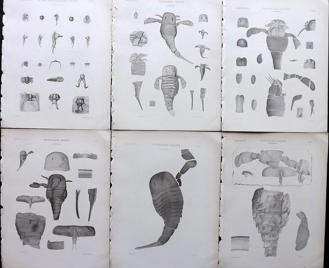 Paleontology New-York 1867 Lot 6 Fossil Shell Prints: Lithographs Published 1867, Albany for the "Palaeontology of New-York" by James Hall. Part of the "Natural History of New York" series. Paper Size: 11.5 x 9 inch (29 x 23cm) Good Condition