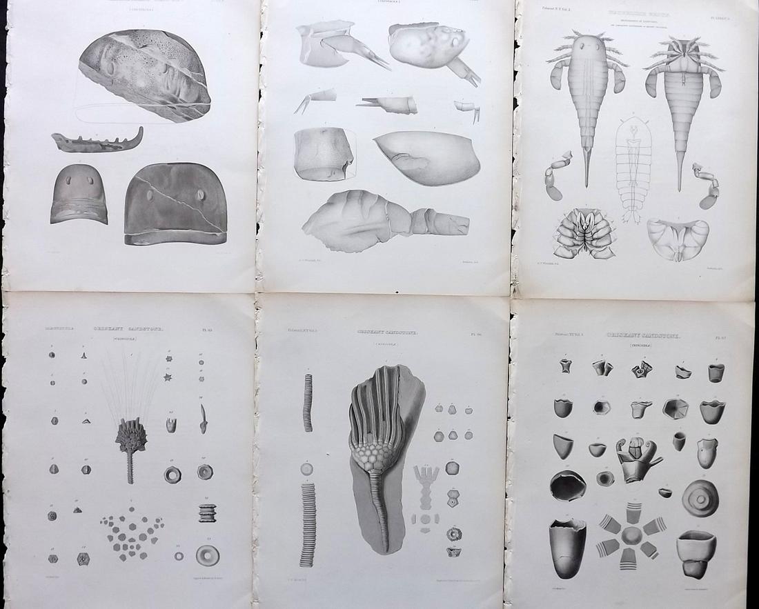 Paleontology New-York 1867 Lot 6 Fossil Shell Prints: Lithographs Published 1867, Albany for the "Palaeontology of New-York" by James Hall. Part of the "Natural History of New York" series. Paper Size: 11.5 x 9 inch (29 x 23cm) Good Condition