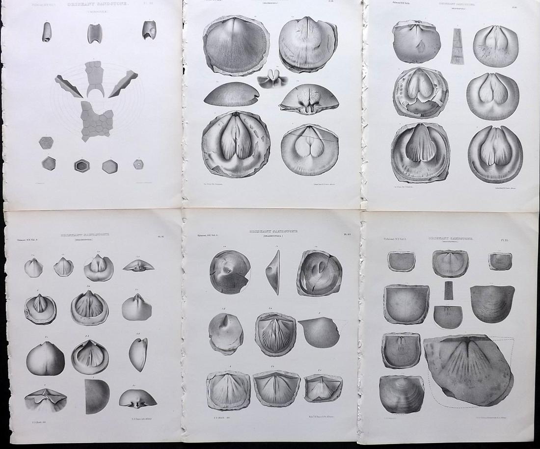 Paleontology New-York 1867 Lot 6 Fossil Shell Prints: Lithographs Published 1867, Albany for the "Palaeontology of New-York" by James Hall. Part of the "Natural History of New York" series. Paper Size: 11.5 x 9 inch (29 x 23cm) Good Condition