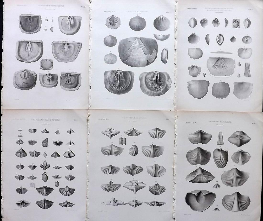 Paleontology New-York 1867 Lot 6 Fossil Shell Prints: Lithographs Published 1867, Albany for the "Palaeontology of New-York" by James Hall. Part of the "Natural History of New York" series. Paper Size: 11.5 x 9 inch (29 x 23cm) Good Condition