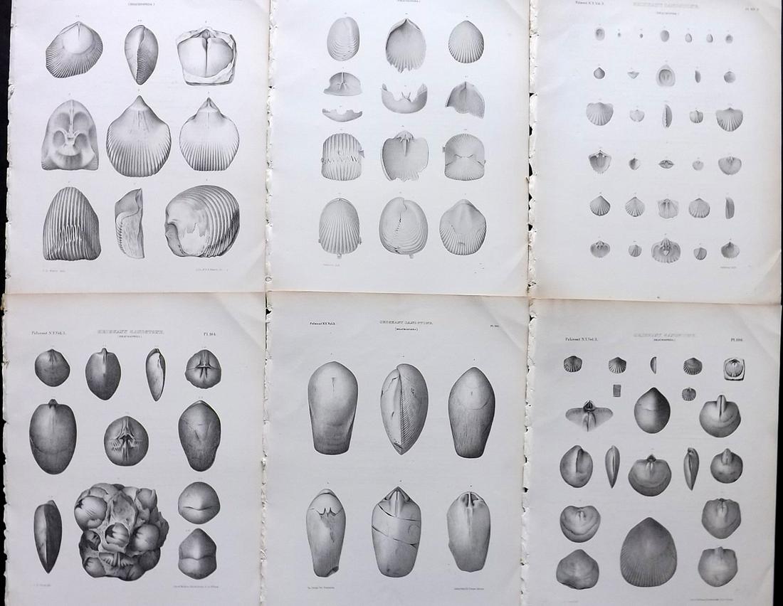 Paleontology New-York 1867 Lot 6 Fossil Shell Prints (1 of 2)