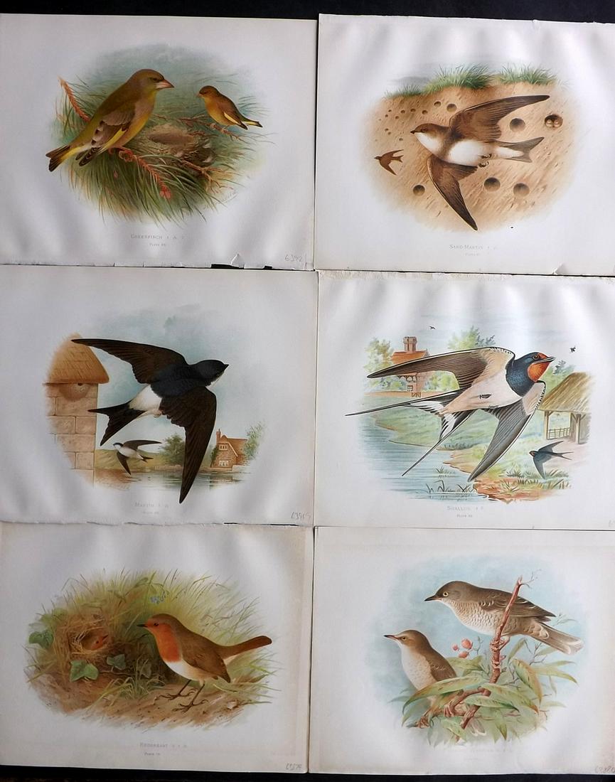 Butler, Arthur 1908 Lot of 6 Antique Bird Prints (1 of 2)