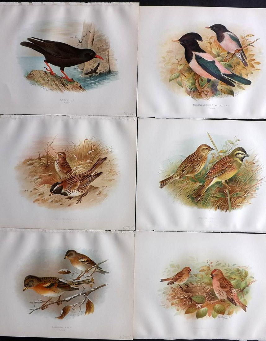 Butler, Arthur 1908 Lot of 6 Antique Bird Prints: Chromolithographs Published 1907-08, London for "Birds of Great Britain and Ireland..." by Arthur G. Butler. Illustrated by H. Gronvold & F. W. Frohawk. Paper Size: 11.5 x 9 inch (29 x 23cm) Good Cond