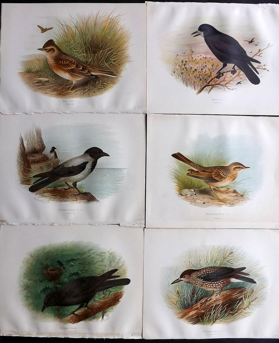 Butler, Arthur 1908 Lot of 6 Antique Bird Prints: Chromolithographs Published 1907-08, London for "Birds of Great Britain and Ireland..." by Arthur G. Butler. Illustrated by H. Gronvold & F. W. Frohawk. Paper Size: 11.5 x 9 inch (29 x 23cm) Good Cond