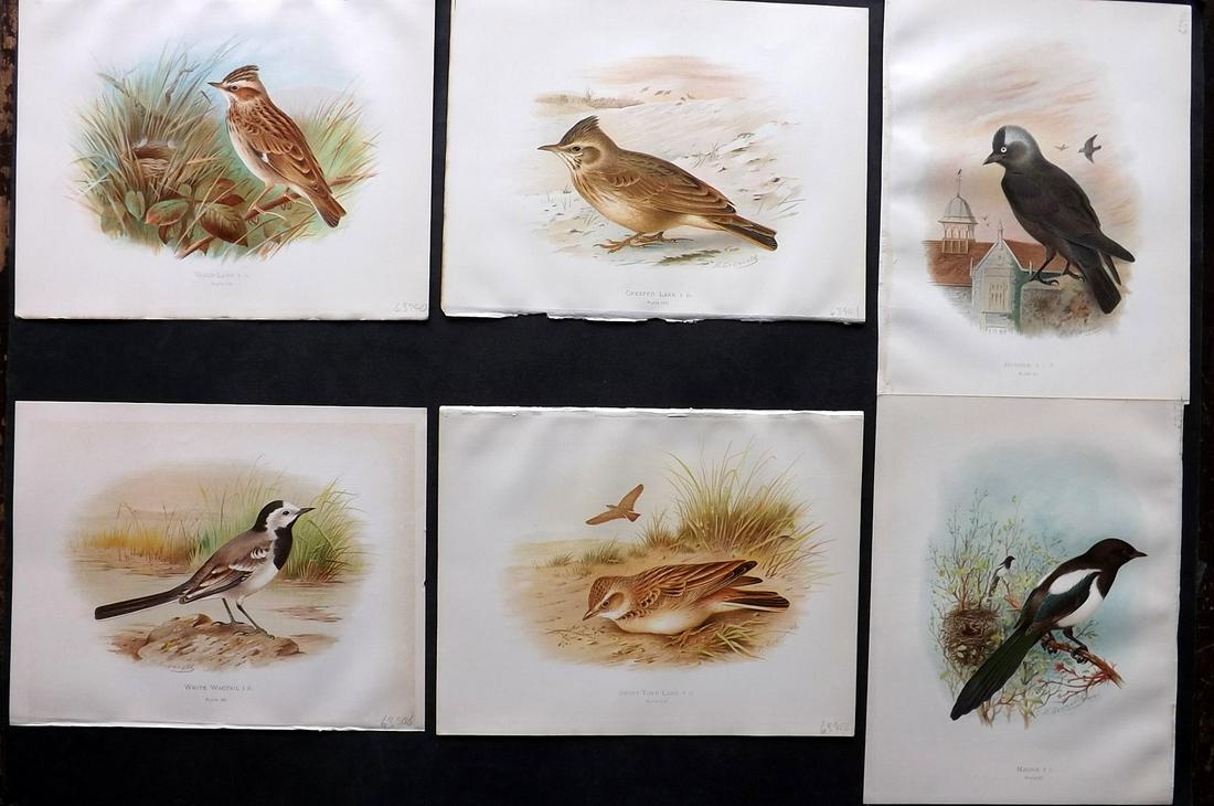 Butler, Arthur 1908 Lot of 6 Antique Bird Prints: Chromolithographs Published 1907-08, London for "Birds of Great Britain and Ireland..." by Arthur G. Butler. Illustrated by H. Gronvold & F. W. Frohawk. Paper Size: 11.5 x 9 inch (29 x 23cm) Good Cond