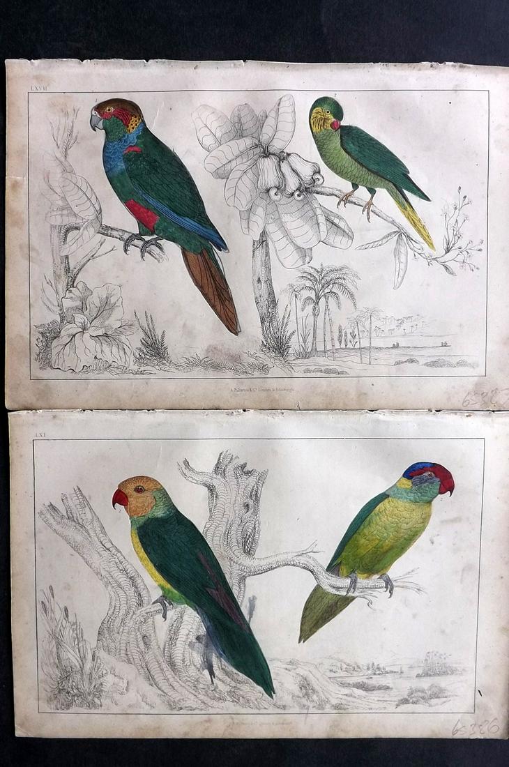 Goldsmith, Oliver C1850 Pair HC Prints. Parrot Parakeet (1 of 2)