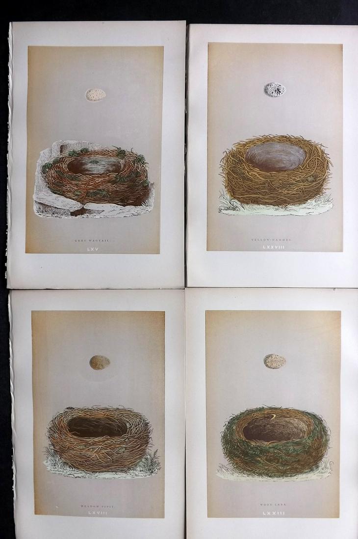 Morris, Francis 1896 Lot of 4 Antique Bird Nest Prints: Woodblocks Published 1896 by John C. Nimmo, London for "A Natural History of the Nests and Eggs of British Birds" By the Rev. Francis Orpen Morris, printed Benjamin Fawcett. Printed in colours and fin
