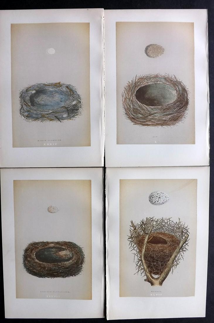 Morris, Francis 1896 Lot of 4 Antique Bird Nest Prints: Woodblocks Published 1896 by John C. Nimmo, London for "A Natural History of the Nests and Eggs of British Birds" By the Rev. Francis Orpen Morris, printed Benjamin Fawcett. Printed in colours and fin