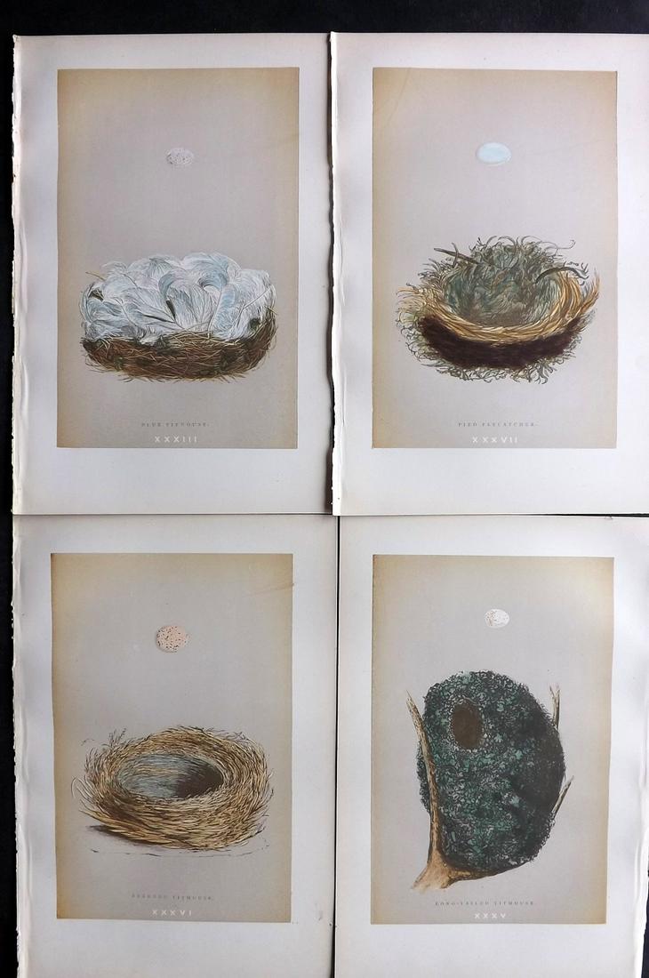 Morris, Francis 1896 Lot of 4 Antique Bird Nest Prints: Woodblocks Published 1896 by John C. Nimmo, London for "A Natural History of the Nests and Eggs of British Birds" By the Rev. Francis Orpen Morris, printed Benjamin Fawcett. Printed in colours and fin