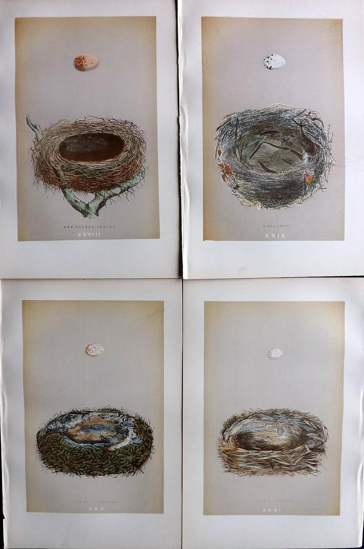 Morris, Francis 1896 Lot of 4 Antique Bird Nest Prints: Woodblocks Published 1896 by John C. Nimmo, London for "A Natural History of the Nests and Eggs of British Birds" By the Rev. Francis Orpen Morris, printed Benjamin Fawcett. Printed in colours and fin
