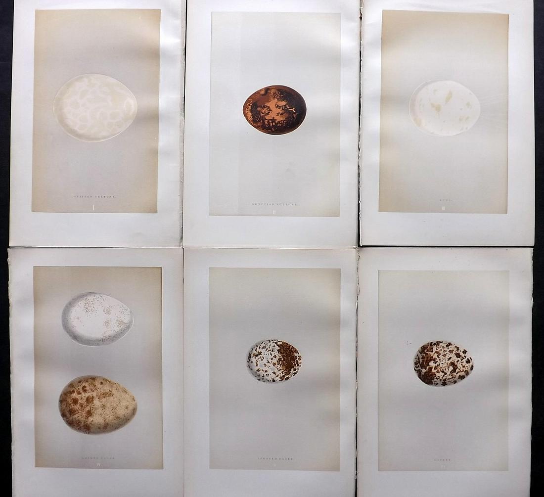 Morris, Francis 1896 Lot of 6 Antique Bird Egg Prints: Woodblocks Published 1896 by John C. Nimmo, London for "A Natural History of the Nests and Eggs of British Birds" By the Rev. Francis Orpen Morris, printed Benjamin Fawcett. Printed in colours and fin