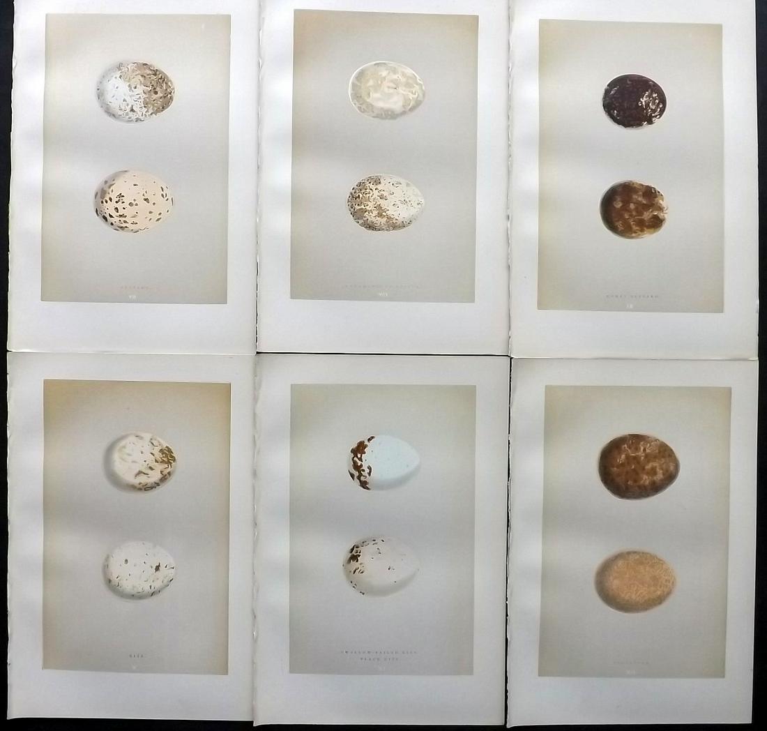Morris, Francis 1896 Lot of 6 Antique Bird Egg Prints: Woodblocks Published 1896 by John C. Nimmo, London for "A Natural History of the Nests and Eggs of British Birds" By the Rev. Francis Orpen Morris, printed Benjamin Fawcett. Printed in colours and fin