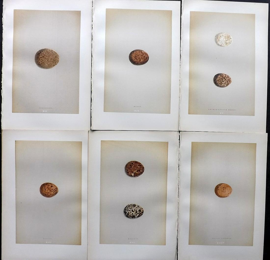 Morris, Francis 1896 Lot of 6 Antique Bird Egg Prints: Woodblocks Published 1896 by John C. Nimmo, London for "A Natural History of the Nests and Eggs of British Birds" By the Rev. Francis Orpen Morris, printed Benjamin Fawcett. Printed in colours and fin