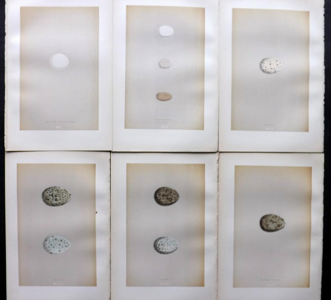 Morris, Francis 1896 Lot of 6 Antique Bird Egg Prints: Woodblocks Published 1896 by John C. Nimmo, London for "A Natural History of the Nests and Eggs of British Birds" By the Rev. Francis Orpen Morris, printed Benjamin Fawcett. Printed in colours and fin