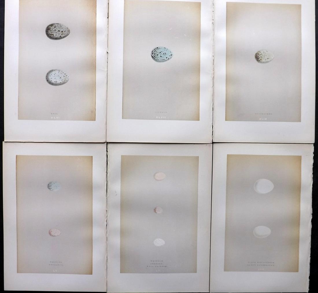 Morris, Francis 1896 Lot of 6 Antique Bird Egg Prints: Woodblocks Published 1896 by John C. Nimmo, London for "A Natural History of the Nests and Eggs of British Birds" By the Rev. Francis Orpen Morris, printed Benjamin Fawcett. Printed in colours and fin