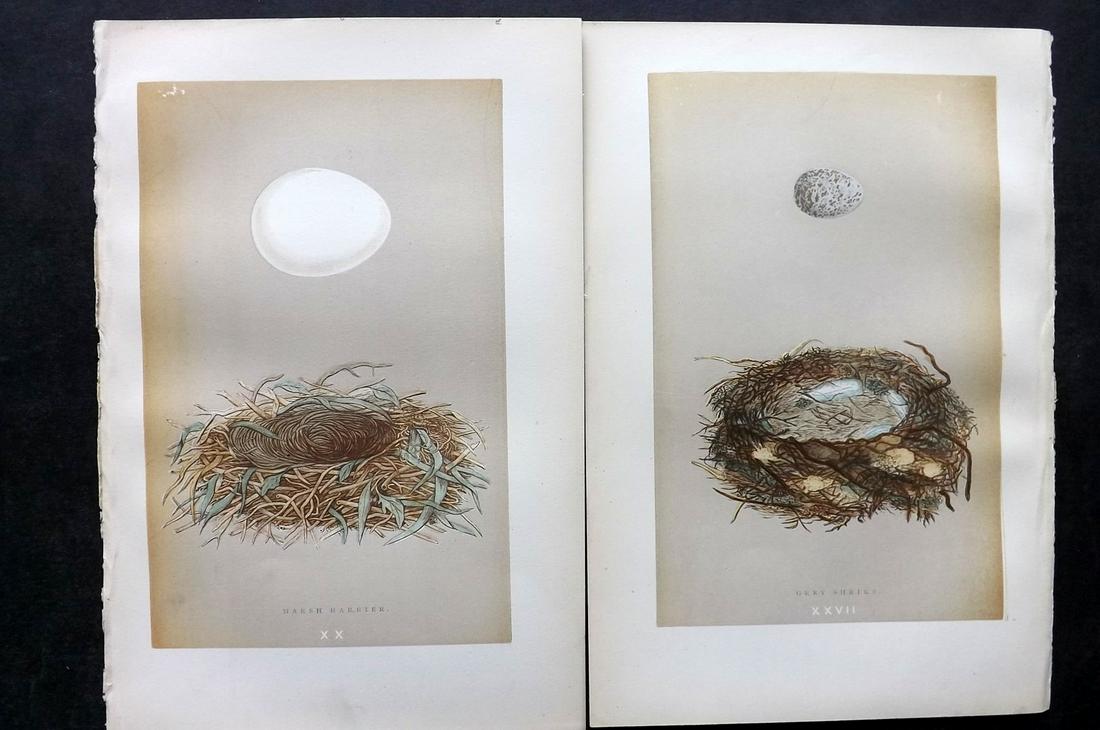 Morris, Francis 1896 Pair of Antique Bird Nest Prints: Woodblocks Published 1896 by John C. Nimmo, London for "A Natural History of the Nests and Eggs of British Birds" By the Rev. Francis Orpen Morris, printed Benjamin Fawcett. Printed in colours and fin