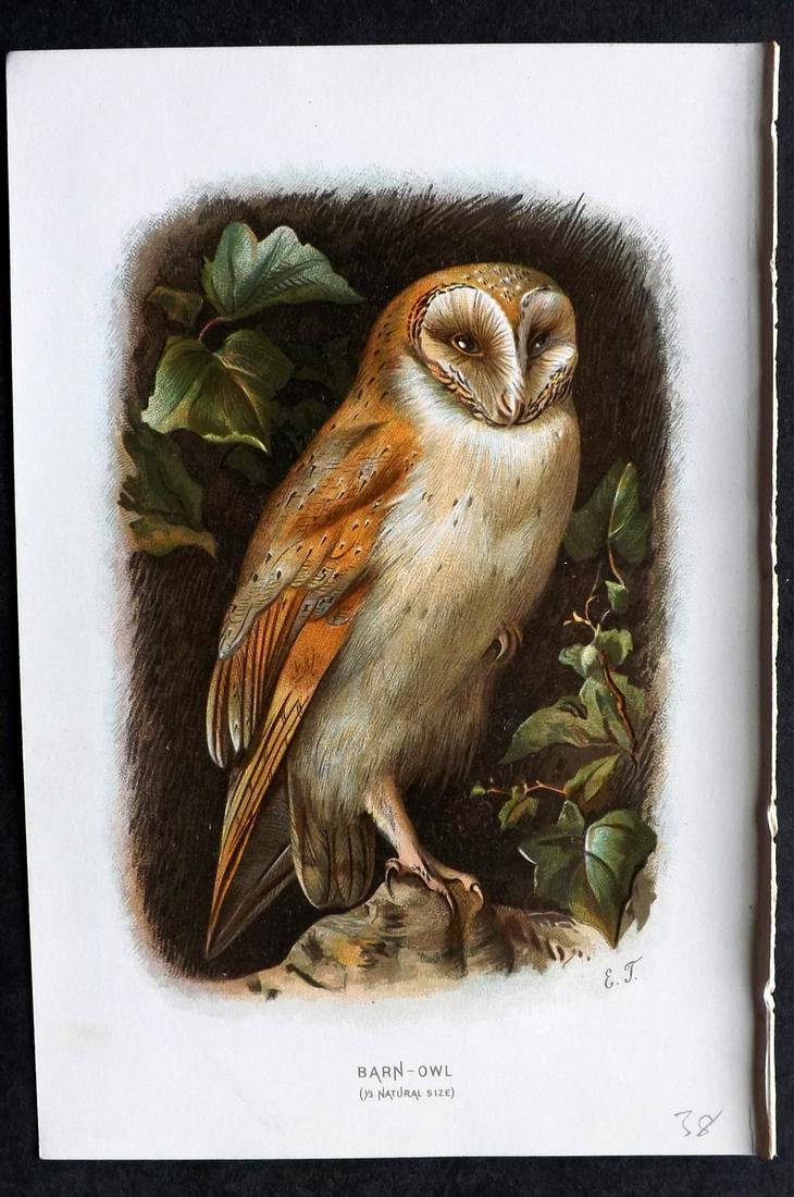 Swaysland, Walter 1883 Bird Print. Barn Owl (1 of 2)