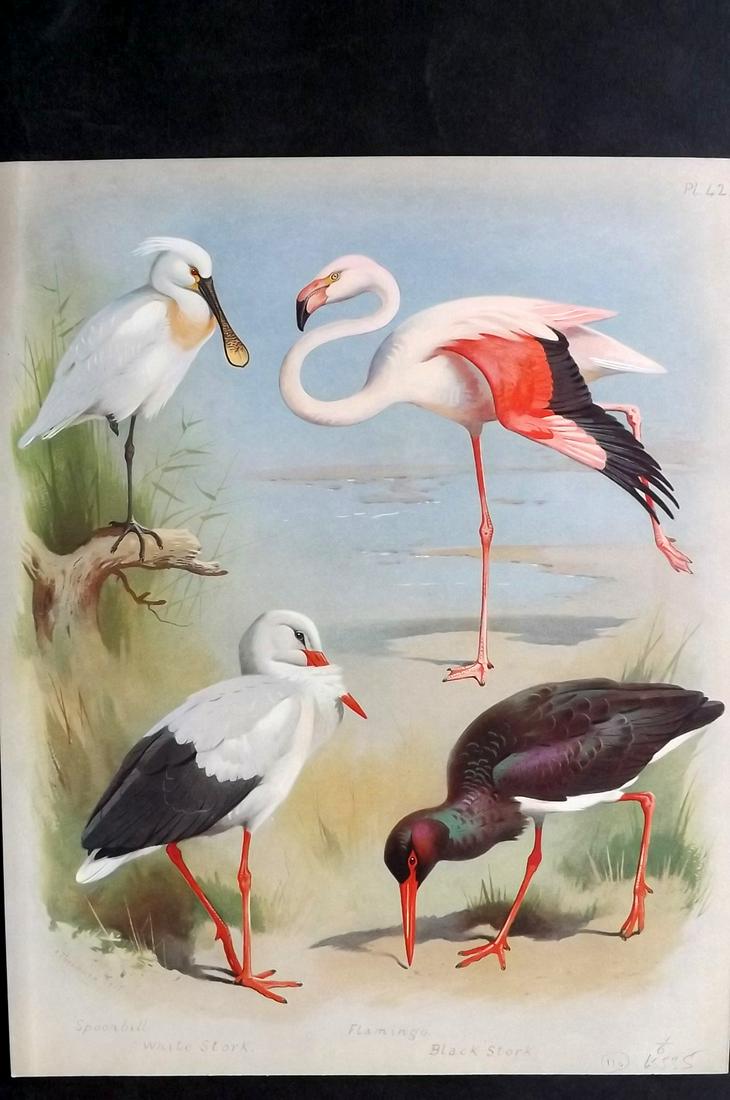 Thorburn, Archibald 1915 Bird Print. Flamingo etc (1 of 2)